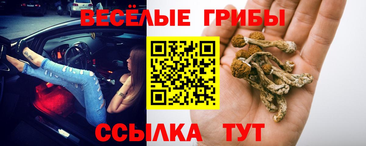 Псилоцибиновые грибы мицелий Сосновый Бор